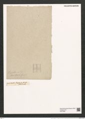 Ardissonia crystallina var. ? bacillaris Grun. (de-Toni-Nr.: Genus 68, Species 2675) Zeichnungen Sammlung Grunow (NHMW-BOT-W0373885)